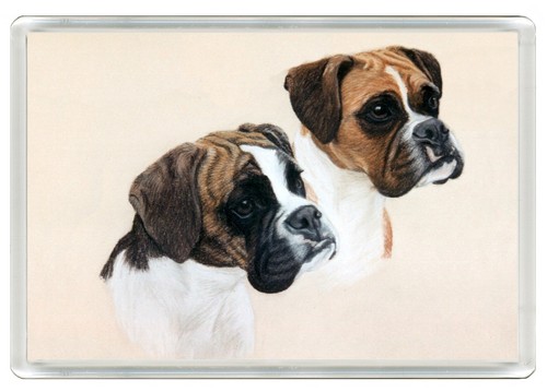 Boxer dog fridge - magnet, great