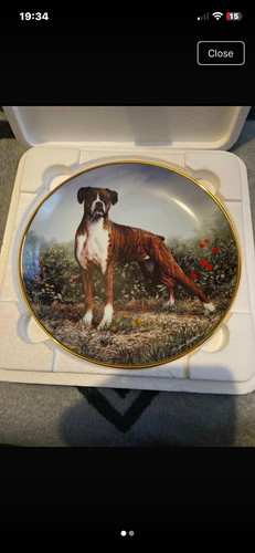 Danbury mint boxer dog - danbury,