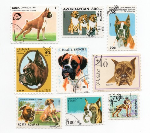 Boxer dog collection - boxer,