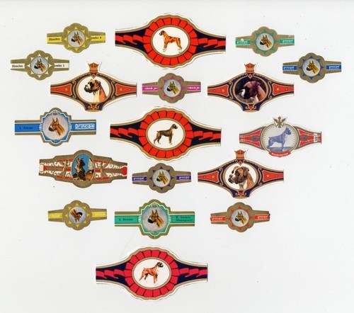 Boxer dog collection - boxer,