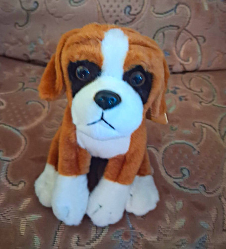 Boxer dog from - from, nature.