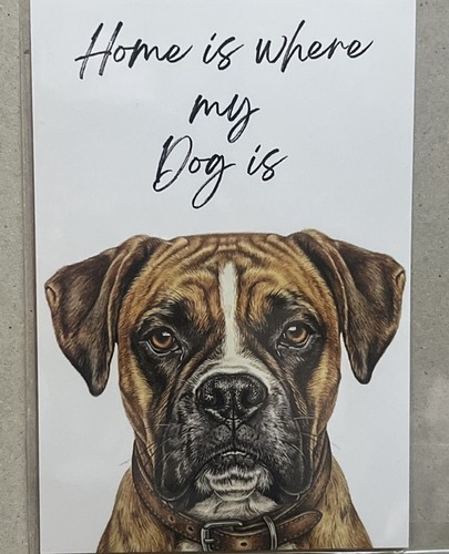 Boxer dog breed - dog,