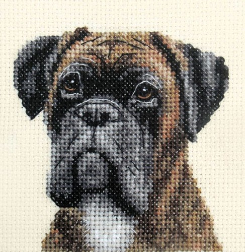 Brindle boxer dog - boxer, pup
