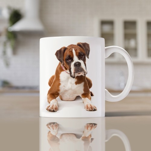 Boxer lying down - down, /