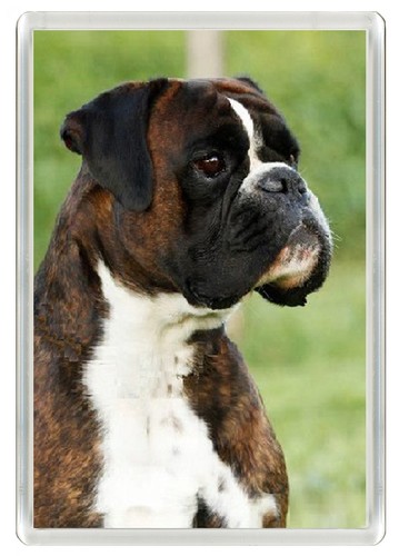 Boxer dog fridge magnet - fridge,