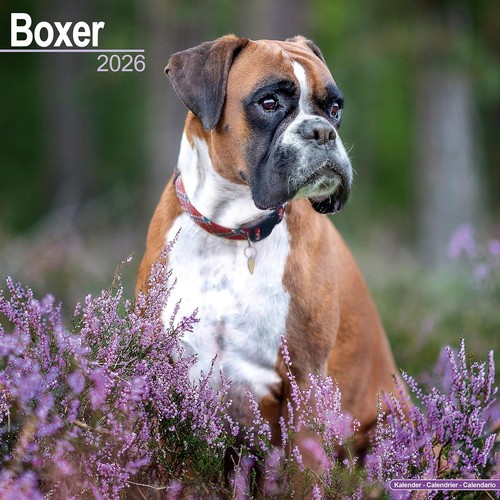 Boxer 2026 calendar square - calendar, |